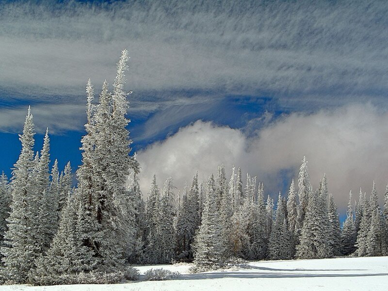 Snow-covered Evergreen Trees — White, Serene, Winter, Photograph, Snow, Clouds