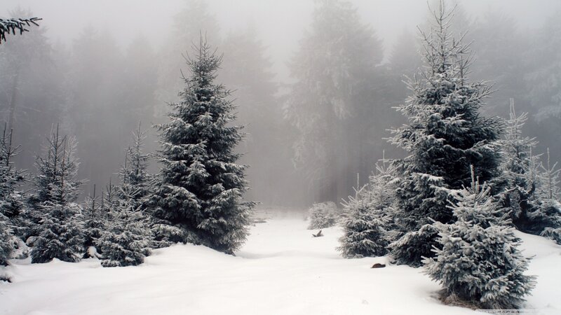 Snow-covered Evergreen Trees — White, Serene, Winter, Photograph, Snow, Fog, Forest, Gray, Green