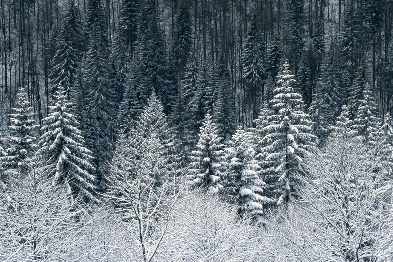 Snow-covered Evergreen Trees — White, Serene, Winter, Photograph, Snow, Forest, Black, Gray
