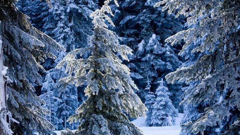 Snow-covered Evergreen Trees — White, Serene, Winter, Photograph, Snow, Forest, Blue, Green