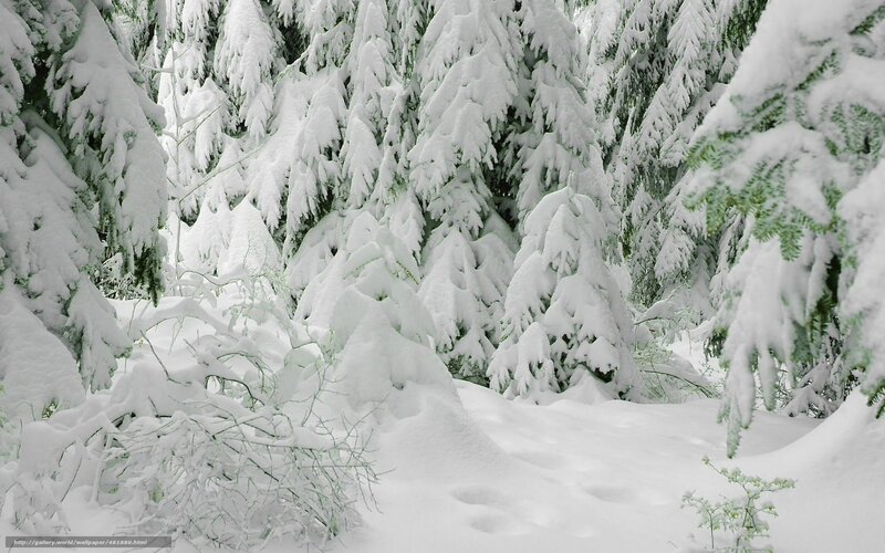 Snow-covered Evergreen Trees — White, Serene, Winter, Photograph, Snow, Forest, Branches, Green