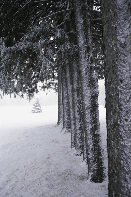 Snow-covered Evergreen Trees — White, Serene, Winter, Photograph, Snow, Forest, Gray, Black, Portrait
