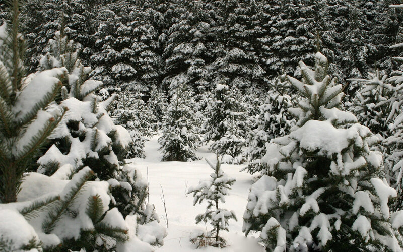 Snow-covered Evergreen Trees — White, Serene, Winter, Photograph, Snow, Forest, Green, Black