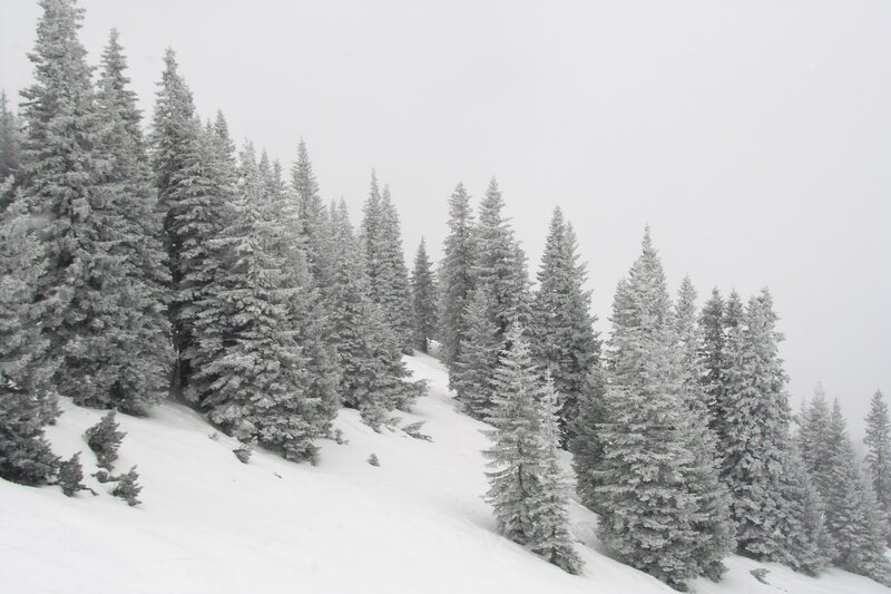 Snow-covered Evergreen Trees — White, Serene, Winter, Photograph, Snow, Forest, Hill, Gray