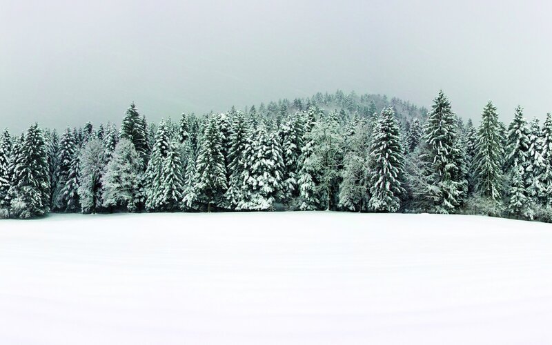 Snow-covered Evergreen Trees — White, Serene, Winter, Photograph, Snow, Forest, Hill, Green