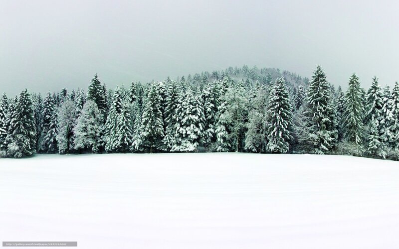 Snow-covered Evergreen Trees — White, Serene, Winter, Photograph, Snow, Forest, Hill