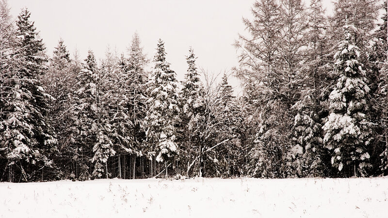 Snow-covered Evergreen Trees — White, Serene, Winter, Photograph, Snow, Forest, Sky, Black