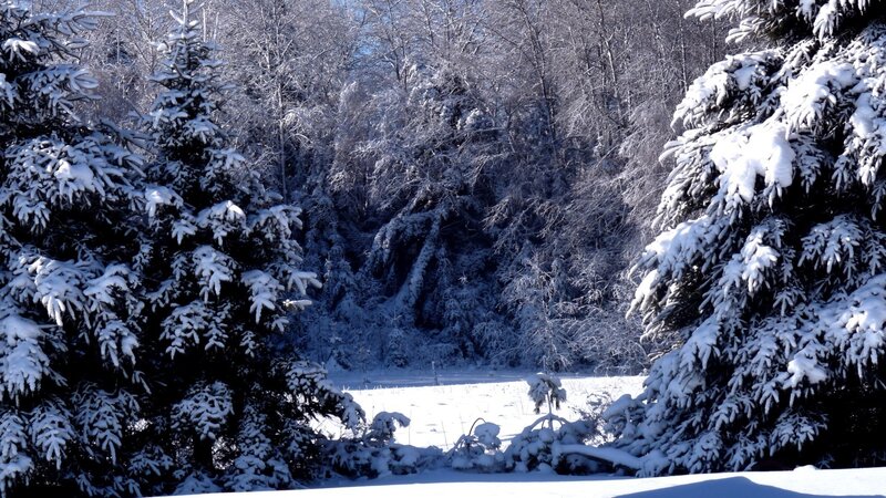 Snow-covered Evergreen Trees — White, Serene, Winter, Photograph, Snow, Forest, Sky, Blue, Black