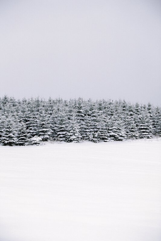 Snow-covered Evergreen Trees — White, Serene, Winter, Photograph, Snow, Forest, Sky, Gray