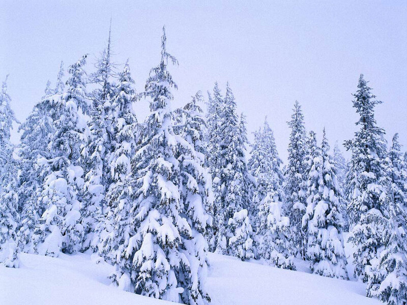 Snow-covered Evergreen Trees — White, Serene, Winter, Photograph, Snow, Forest, Sky