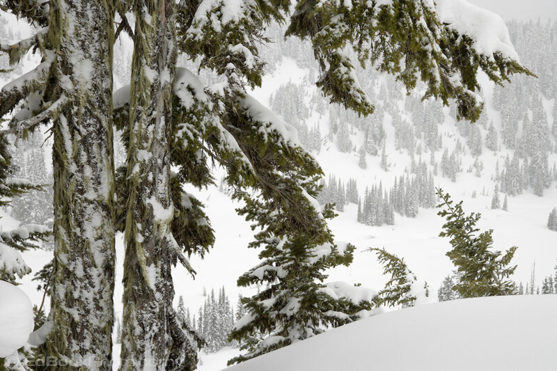 Snow-covered Evergreen Trees — White, Serene, Winter, Photograph, Snow, Mountain, Forest