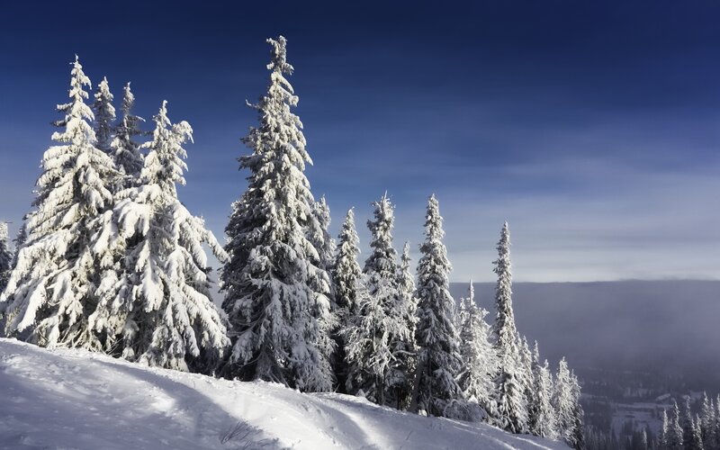 Snow-covered Evergreen Trees — White, Serene, Winter, Photograph, Snow, Mountain