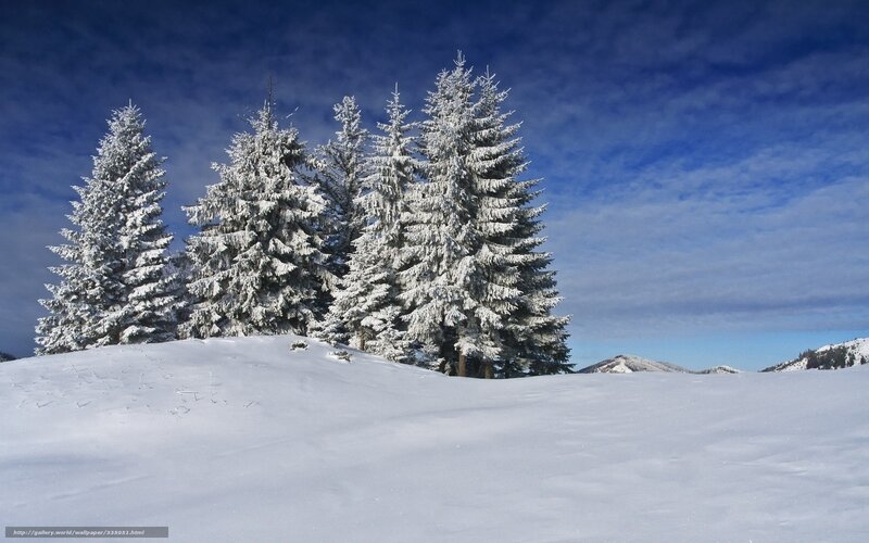 Snow-covered Evergreen Trees — White, Serene, Winter, Photograph, Snow, Mountains, Sky