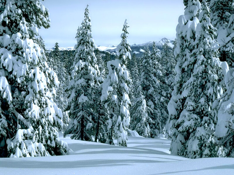 Snow-covered Evergreen Trees — White, Serene, Winter, Photograph, Snow, Mountains
