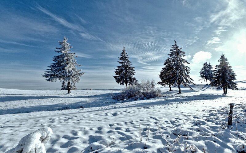 Snow-covered Evergreen Trees — White, Serene, Winter, Photograph, Snow, Sky, Clouds, Hills