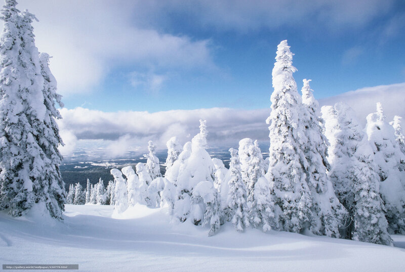 Snow-covered Evergreen Trees — White, Serene, Winter, Photograph, Snow, Sky, Clouds, Mountain
