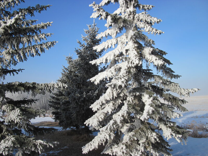 Snow-covered Evergreen Trees — White, Serene, Winter, Photograph, Snow, Sky, Field