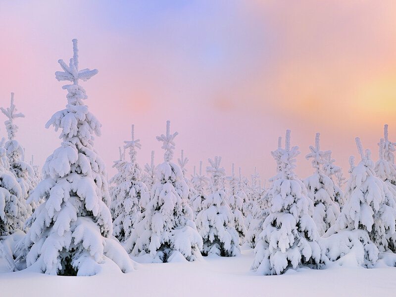 Snow-covered Evergreen Trees — White, Serene, Winter, Photograph, Snow, Sky, Forest