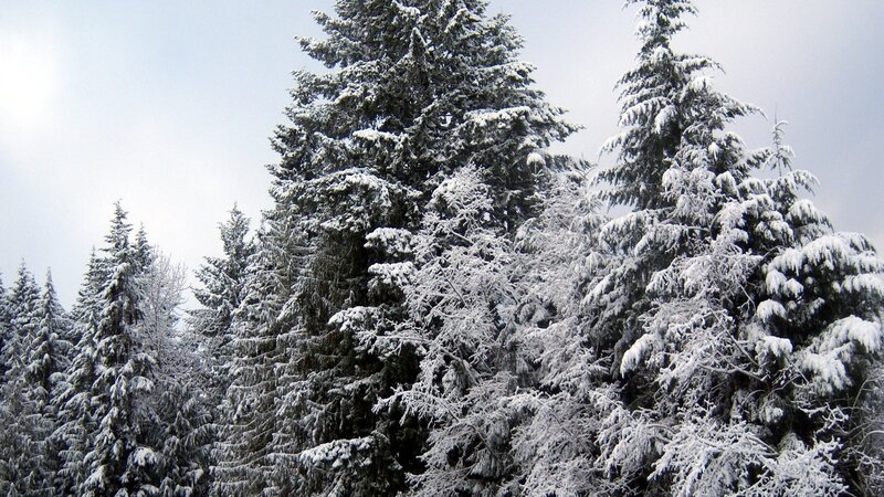Snow-covered Evergreen Trees — White, Serene, Winter, Photograph, Snow, Sky, Green
