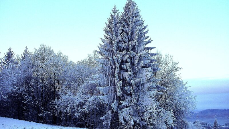 Snow-covered Evergreen Trees — White, Serene, Winter, Photograph, Snow, Sky, Hills