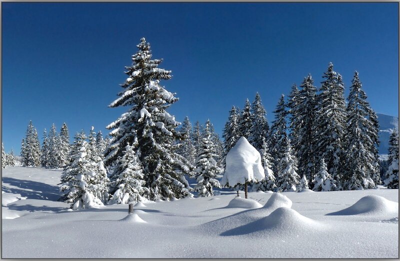 Snow-covered Evergreen Trees — White, Serene, Winter, Photograph, Snow, Sky, Mountain