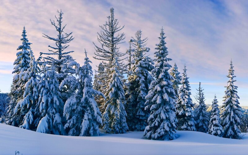 Snow-covered Evergreen Trees — White, Serene, Winter, Photograph, Snow, Sky, Mountains