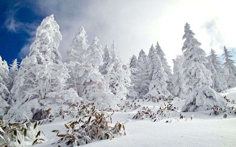 Snow-covered Evergreen Trees — White, Serene, Winter, Photograph, Snow, Sky, Plants