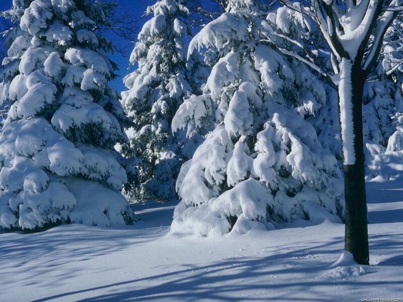 Snow-covered Evergreen Trees — White, Serene, Winter, Photograph, Snow, Sky, Shadow