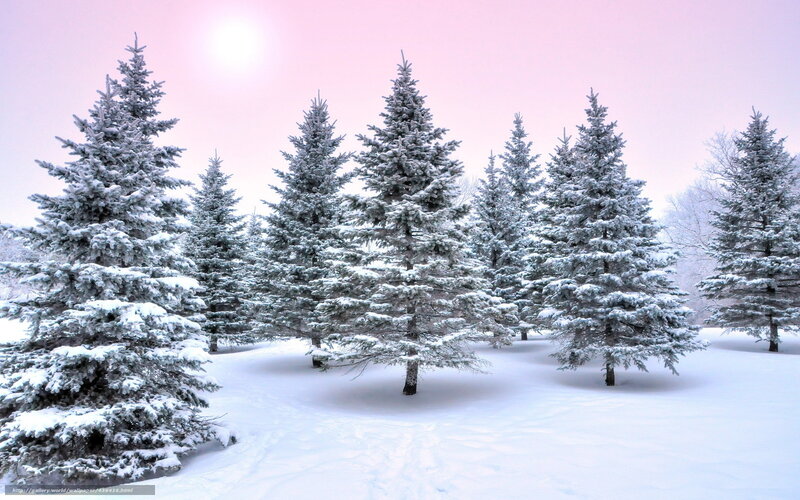 Snow-covered Evergreen Trees — White, Serene, Winter, Photograph, Snow, Sky, Sun, Blue
