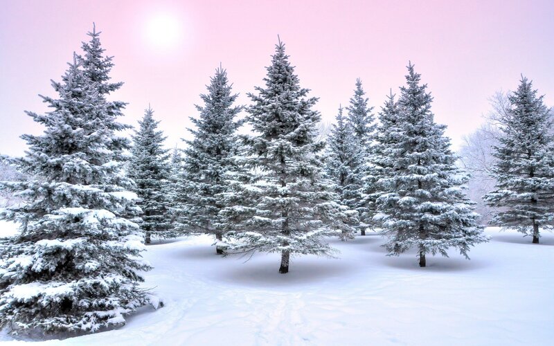 Snow-covered Evergreen Trees — White, Serene, Winter, Photograph, Snow, Sky, Sun