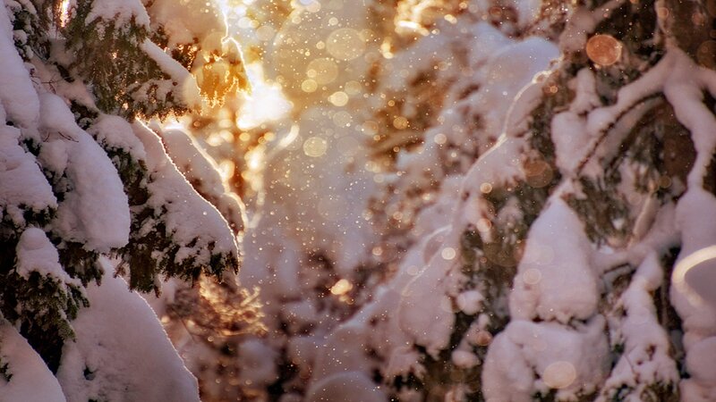 Snow-covered Evergreen Trees — White, Serene, Winter, Photograph, Snow, Sunlight, Bokeh