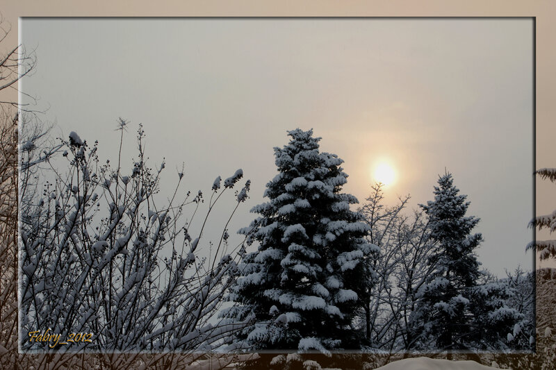 Snow-covered Evergreen Trees — White, Serene, Winter, Photograph, Sun