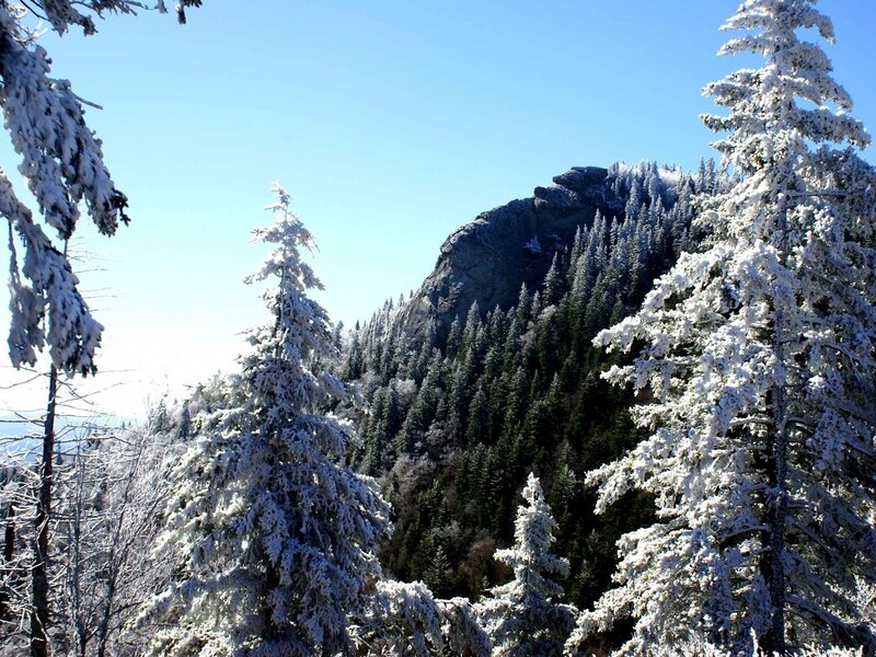 Snow-covered Evergreen Trees — White