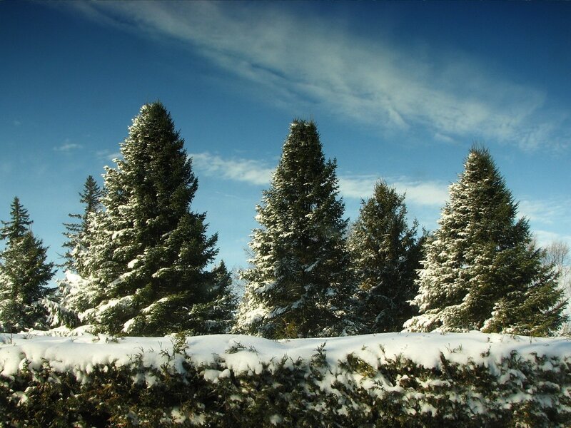 Snow-covered Evergreen Trees — Winter, Clouds
