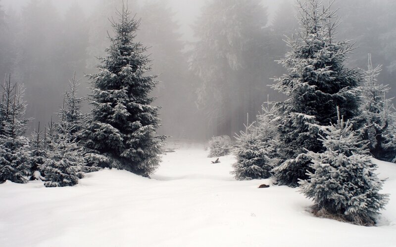 Snow-covered Evergreen Trees — Winter, Fog