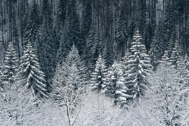 Snow-covered Evergreen Trees — Winter, Gray