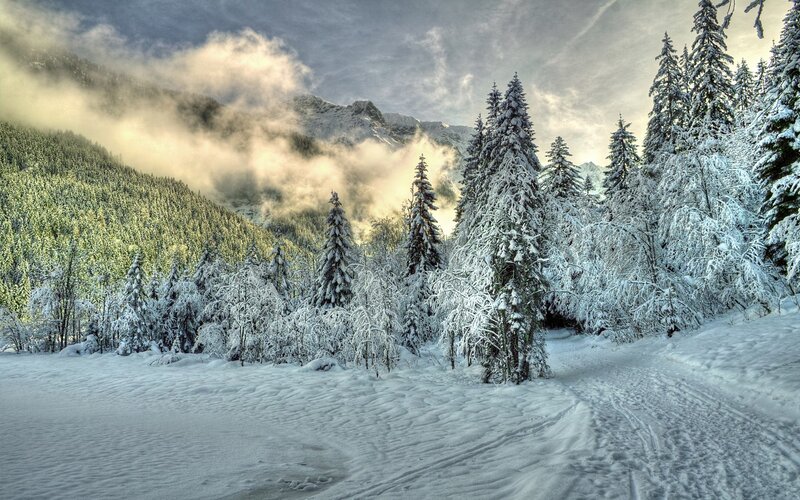 Snow-covered Evergreen Trees — Winter, Mountains