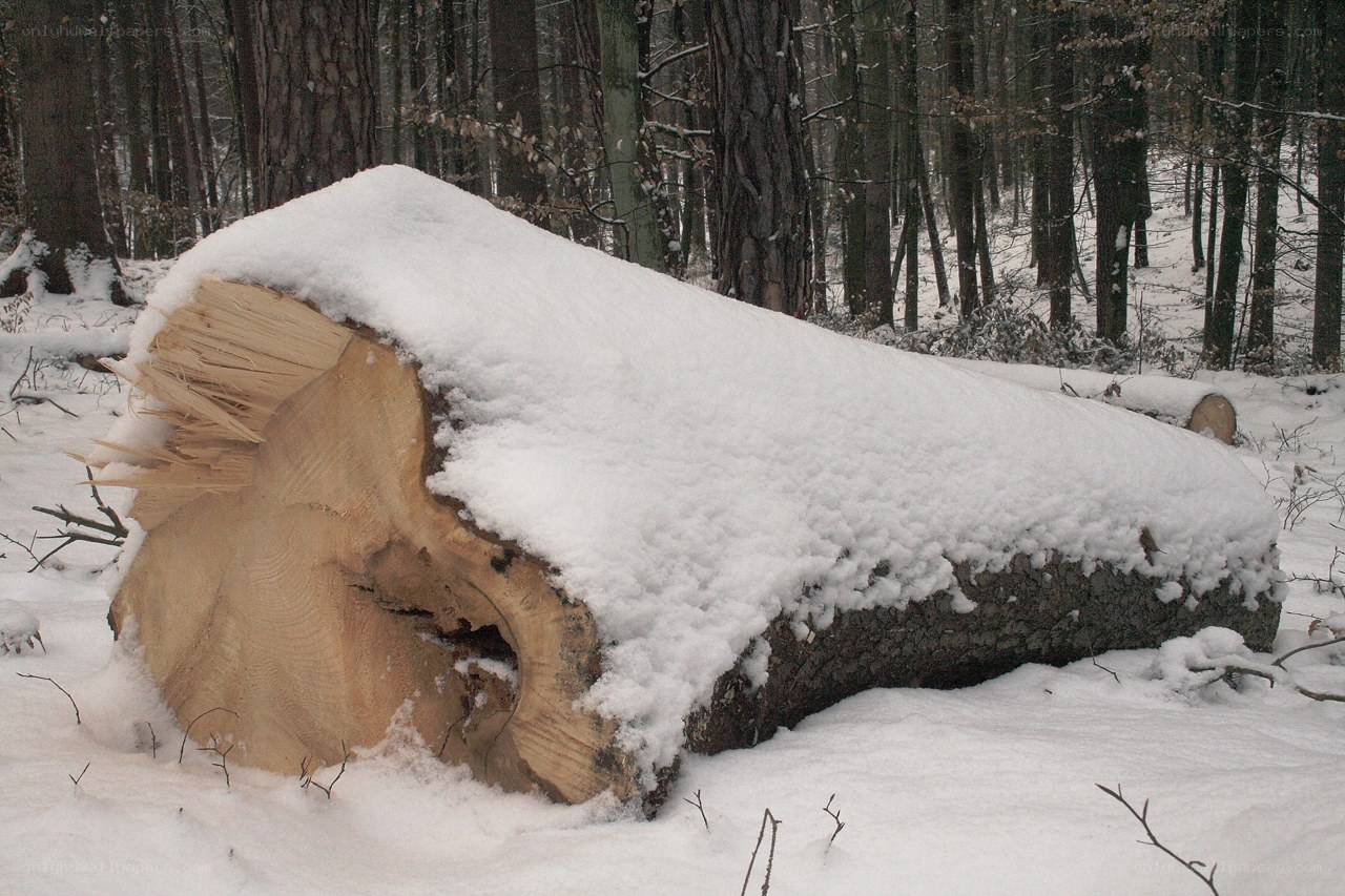 Snow-covered fallen tree in forest