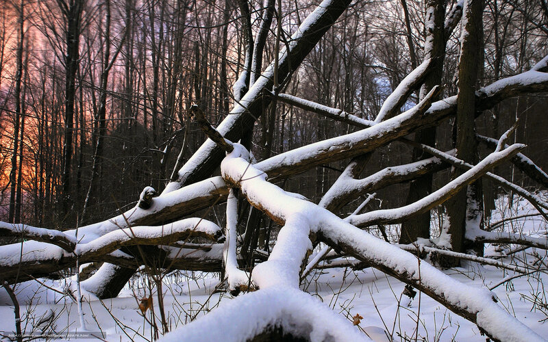 Snow-covered Fallen Tree