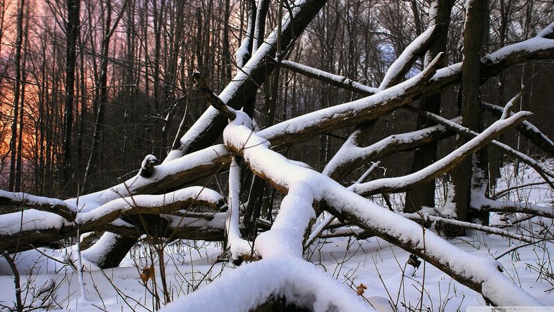 Snow-covered Fallen Tree — White