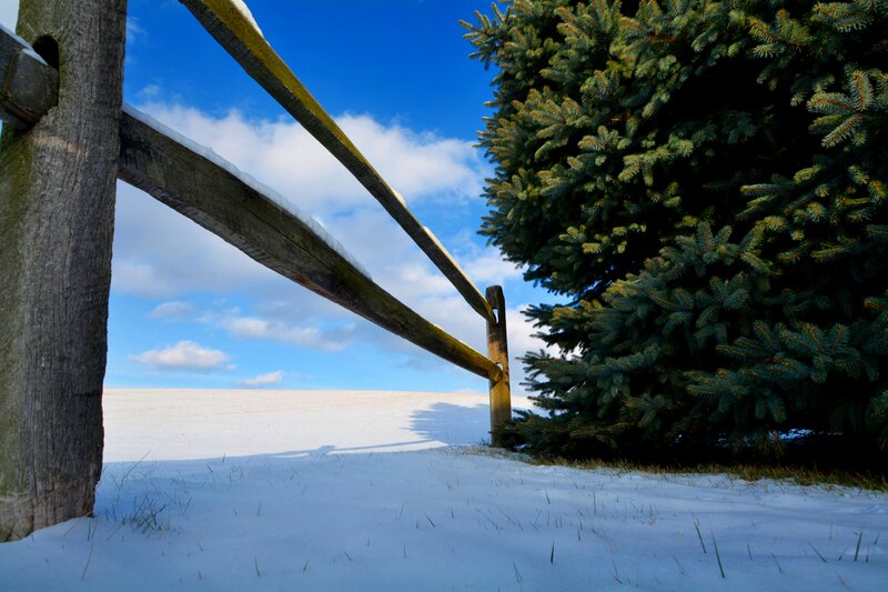 Snow-covered Fence and Tree