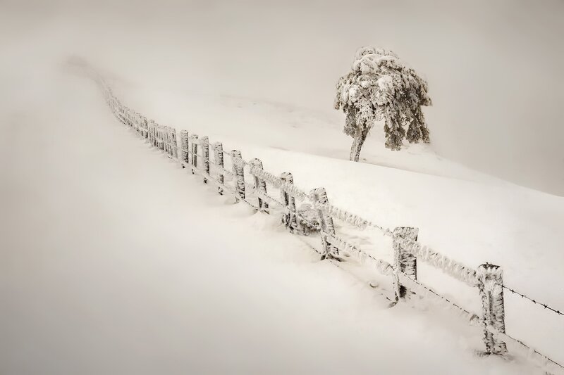 Snow-covered Fence and Tree — White