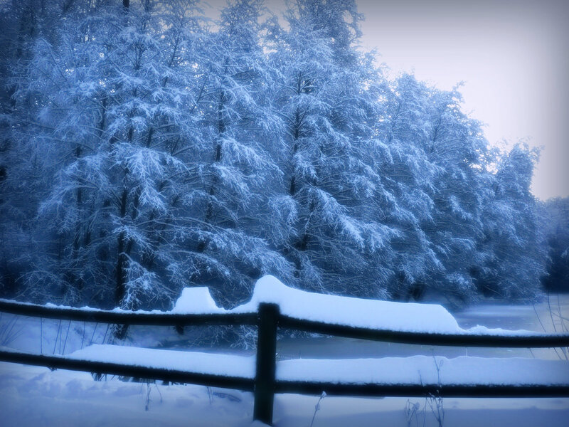 Snow-covered Fence and Trees — Blue