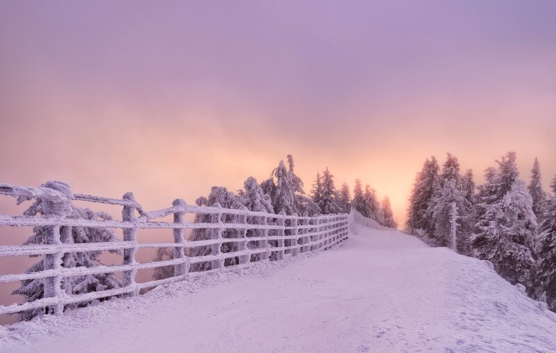 Snow-covered Fence and Trees — Purple