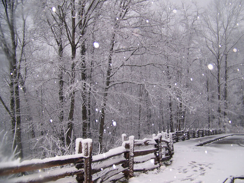Snow-covered Fence and Trees