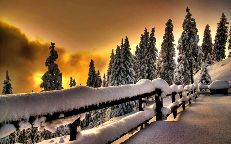 Snow-covered Fence and Trees — White, Dramatic