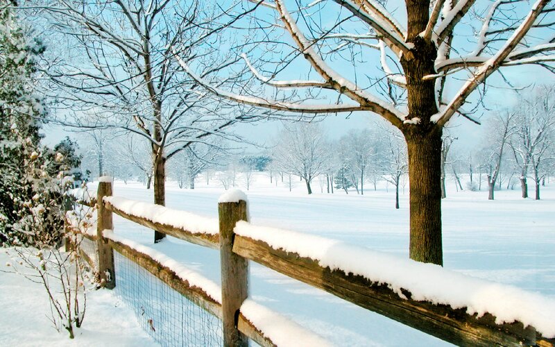 Snow-covered Fence and Trees — White, Serene