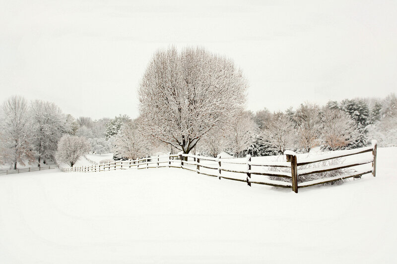 Snow-covered Fence and Trees — White, Serene, Winter, Photograph