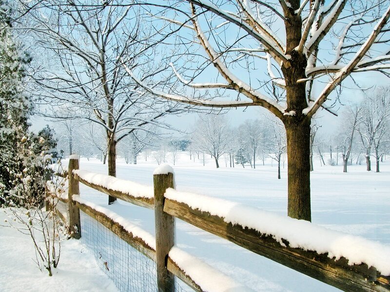 Snow-covered Fence and Trees — White, Serene, Winter