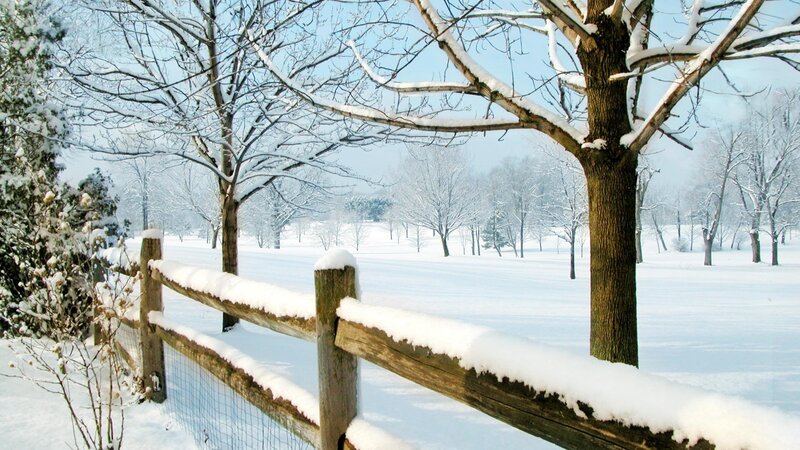 Snow-covered Fence and Trees — White